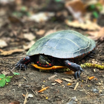 Una colorida tortuga enfriándose en el suelo.