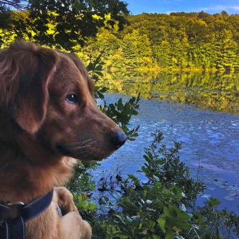 A dog enjoying the view, sitting on a rock near the water.