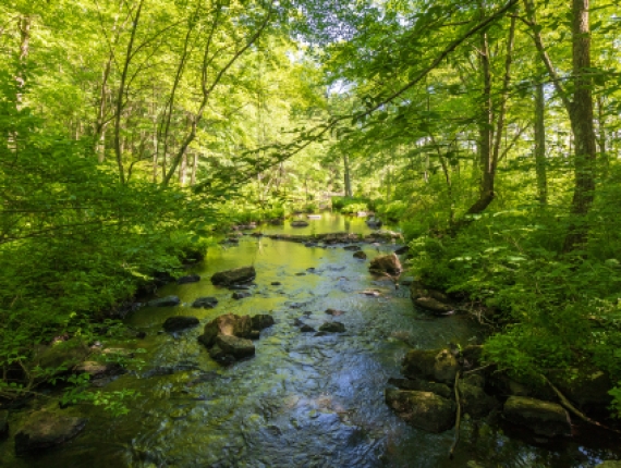 A river in the woods with green leaves (shutterstock)