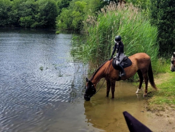 A horse with rider, drinks water at the riverside (Instagram@ayrebeareq) 